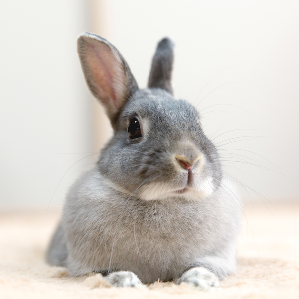 ペットシッターでうさぎのお世話は川崎市対応のモアハッピー