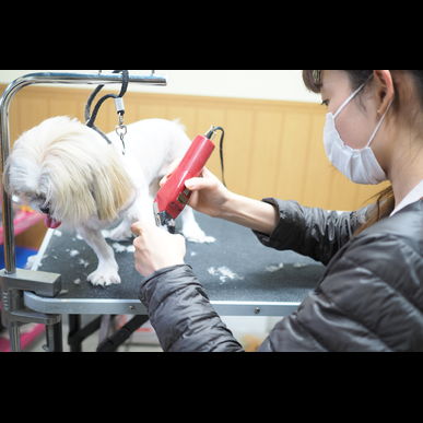 ペットシッターを安い価格で依頼するなら川崎のモアハッピー