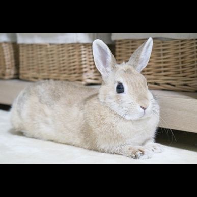 ペットシッターでうさぎのお世話は二子玉川のモアハッピー