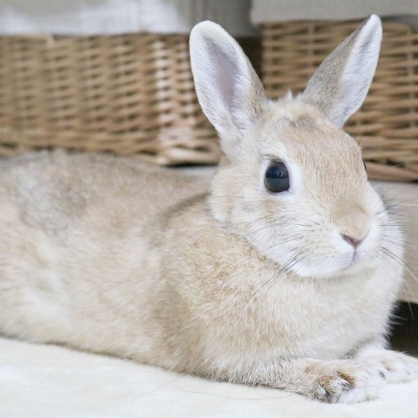 ペットシッターでうさぎのお世話は二子玉川のモアハッピー
