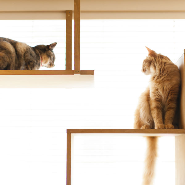 ペットシッターによる猫のお世話なら二子玉川のモアハッピー
