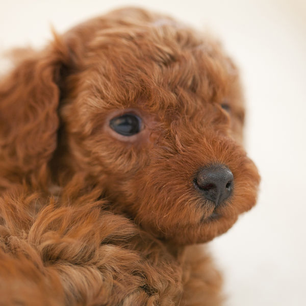 ペットシッターで犬対応の自由が丘のモアハッピー
