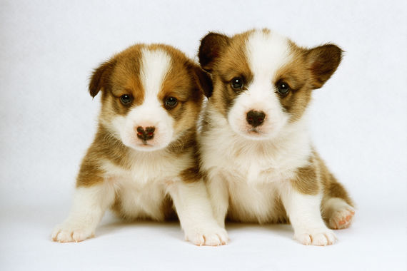犬