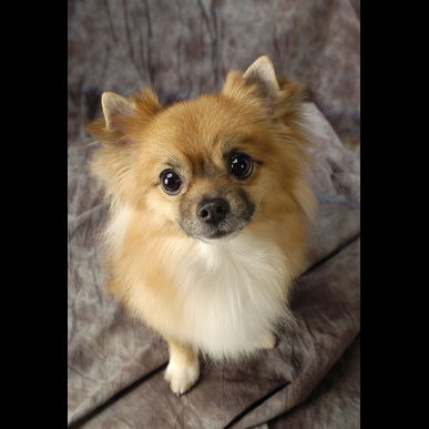 高津エリアでペットのお世話はモアハッピーへ