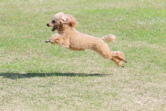 犬