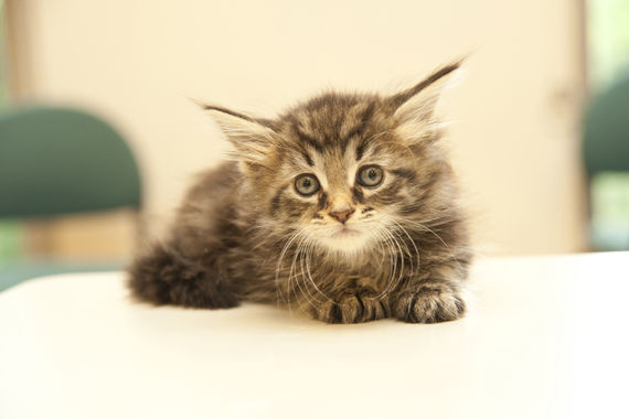 猫