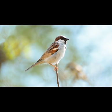 用賀・玉川台で大事なペットを任せるならモアハッピー