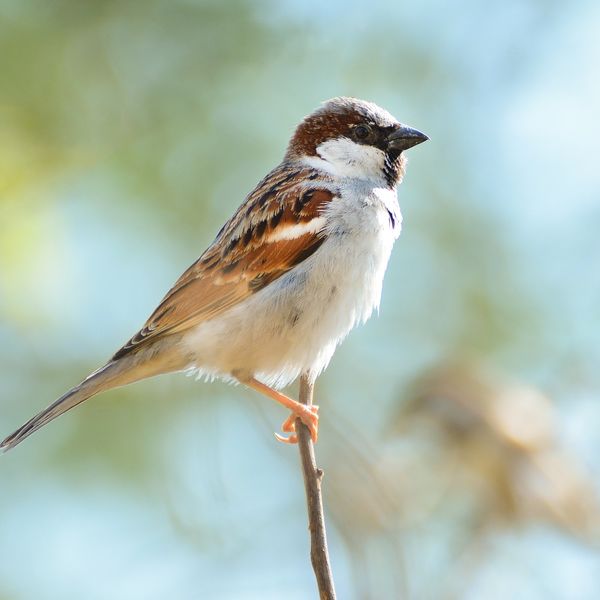 用賀・玉川台で大事なペットを任せるならモアハッピー