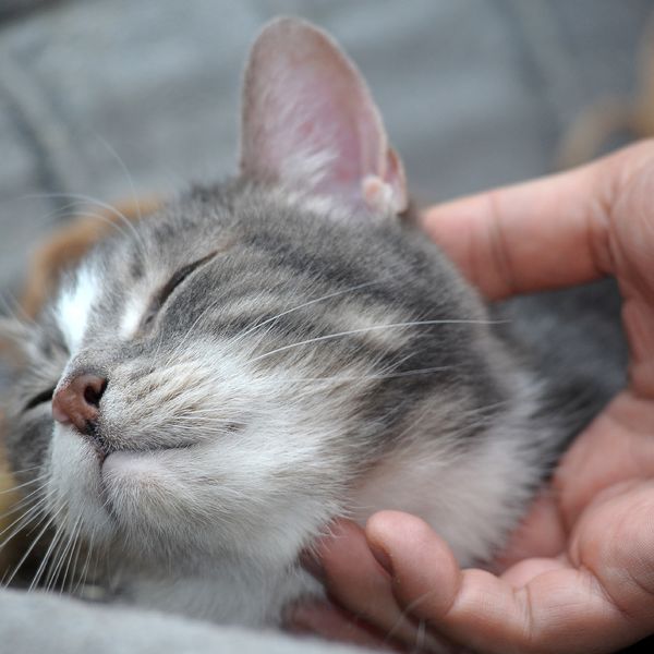 横浜でペットシッターを選ぶならモアハッピー