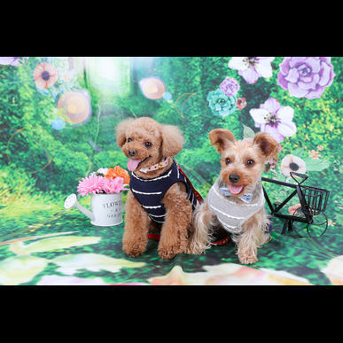 梶ヶ谷で大事なペットのお世話を任せるなら川崎のモアハッピー