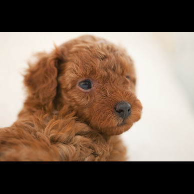 世田谷で犬のお世話はモアハッピーにお任せ