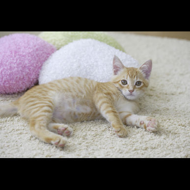 世田谷区で猫のペットシッタはモアハッピー