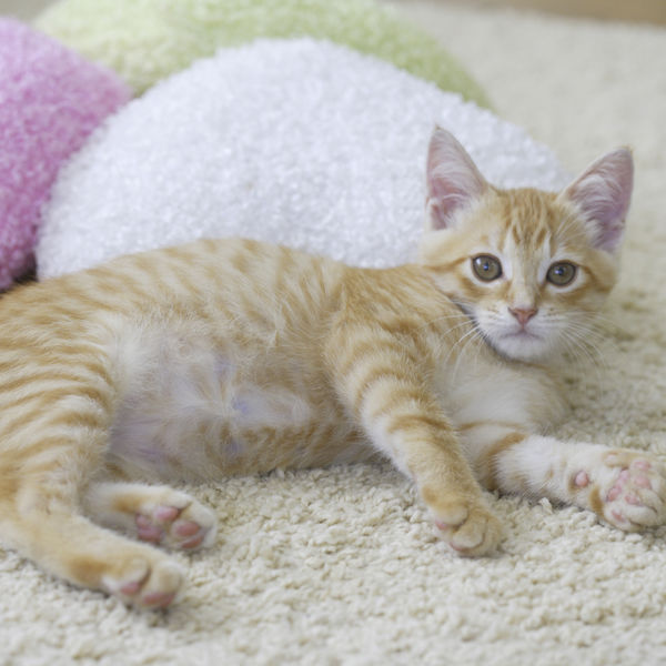 世田谷区で猫のペットシッタはモアハッピー