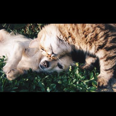 溝の口で猫のペットシッターと言えばモアハッピー