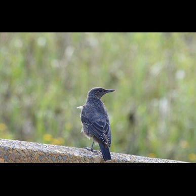 世田谷で鳥のお世話のペットシッターはモアハッピー