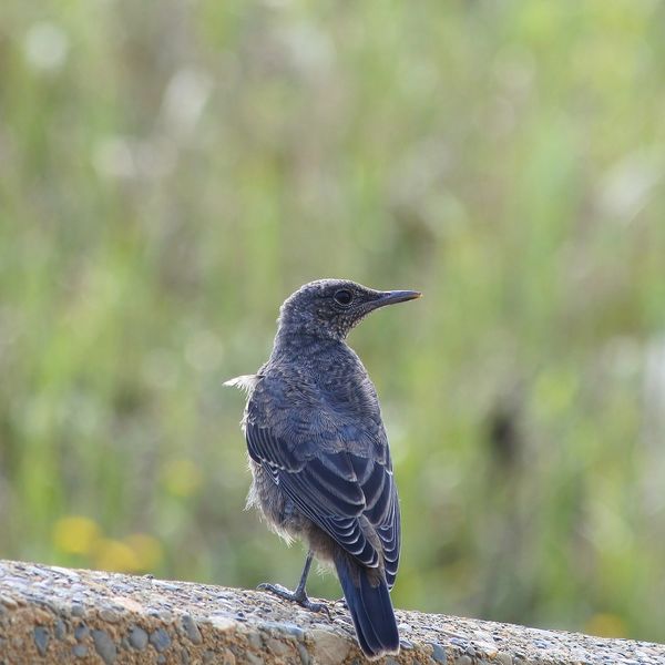世田谷で鳥のお世話のペットシッターはモアハッピー