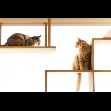 世田谷の猫のペットシッター、モアハッピー