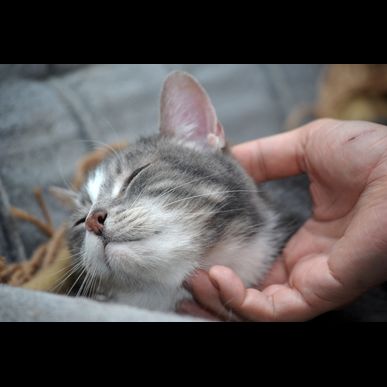 高田町エリアでペットシッターをお探しならモアハッピーはいかが？