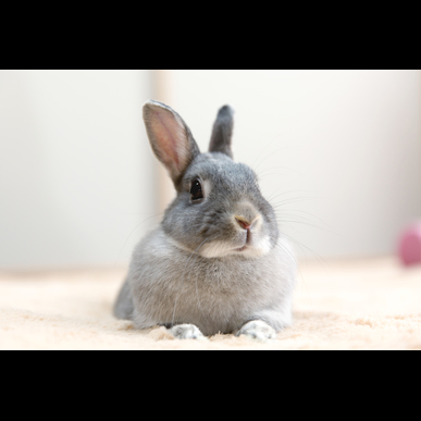 世田谷でうさぎ・小動物のペットシッターをお探しならモアハッピー