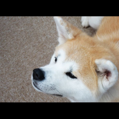 世田谷区で犬のお世話をペットシッターに頼むなら当店へ