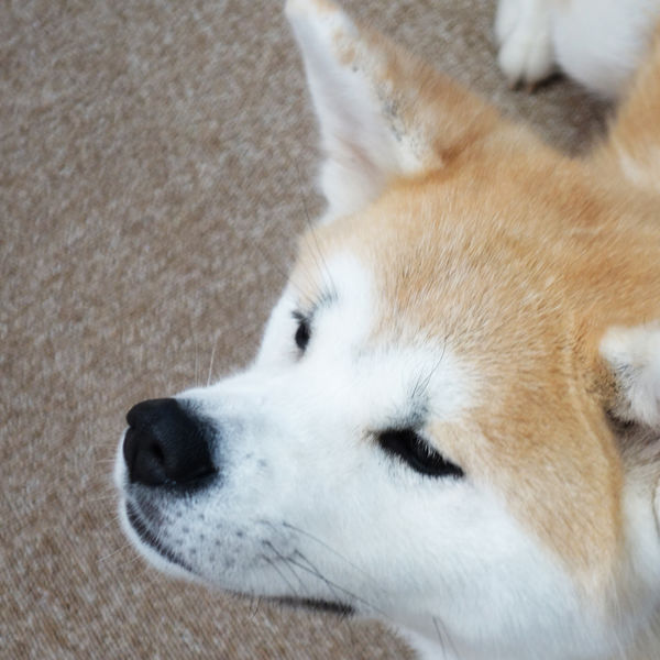 世田谷区で犬のお世話をペットシッターに頼むなら当店へ