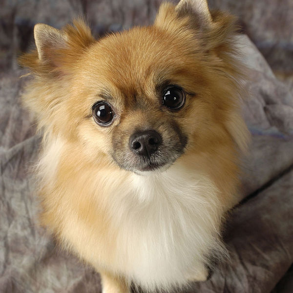 等々力・上野毛で信頼のペットシッターはモアハッピー