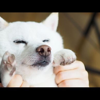 武蔵新城でペットのお世話といえばモアハッピー