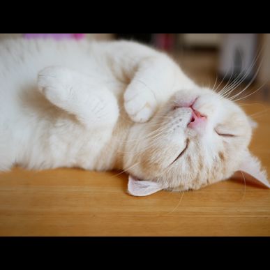 矢向・塚越・小倉エリアのヘットシッターはモアハッピー