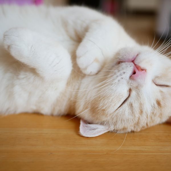 矢向・塚越・小倉エリアのヘットシッターはモアハッピー