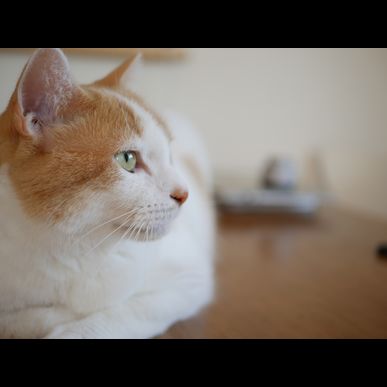 野毛・玉堤のペットシッターはモアハッピーで安心