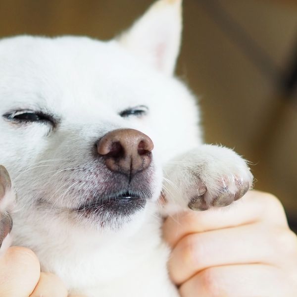 モアハッピーをご利用のお客さまからの声を紹介します