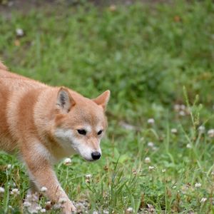八雲・東根・中根エリアのペットシッターといえばモアハッピー